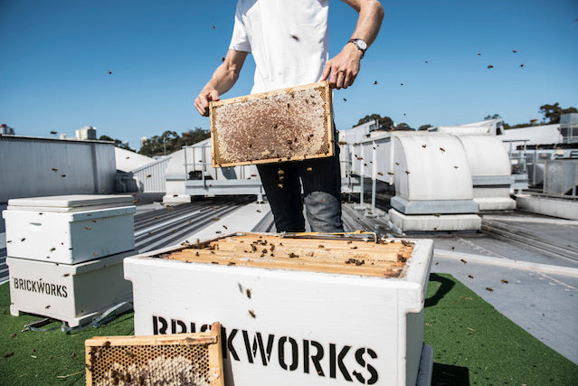 Toowong Hives | Pollinating Change | Bee One Third